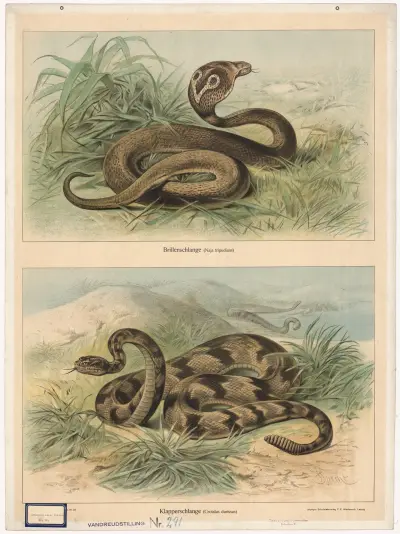 Okularnik (Naja tripudians). Grzechotnik (Crotalus durissus), Friedrich Specht