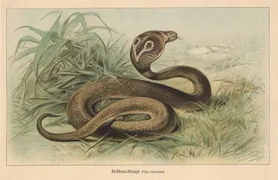 Okularnik (Naja tripudians), Friedrich Specht