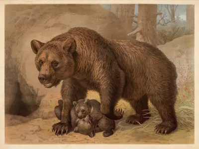 Brązowy niedźwiedź, Friedrich Specht