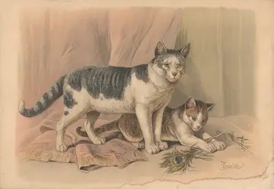 Kot, Friedrich Specht