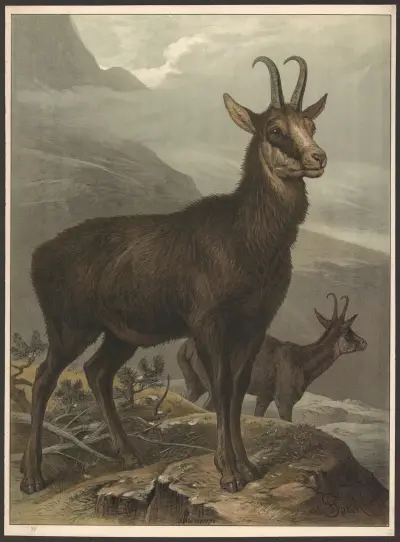 Kozica, Friedrich Specht