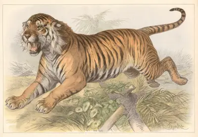 Felis tigris, Friedrich Specht