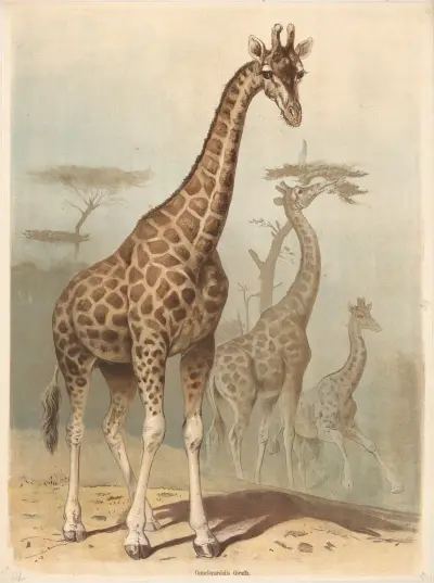 Żyrafa, Friedrich Specht
