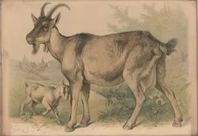 Koza, Friedrich Specht
