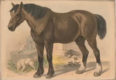 Koń, Friedrich Specht