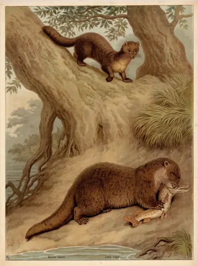 Mustela martes. Lutra vulgaris., Friedrich Specht