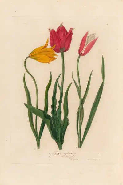 1. Tulipa sylvestris 2. Tulipa Oculus solis 3. Tulipa Oculus Clusiana, Gaetano Savi