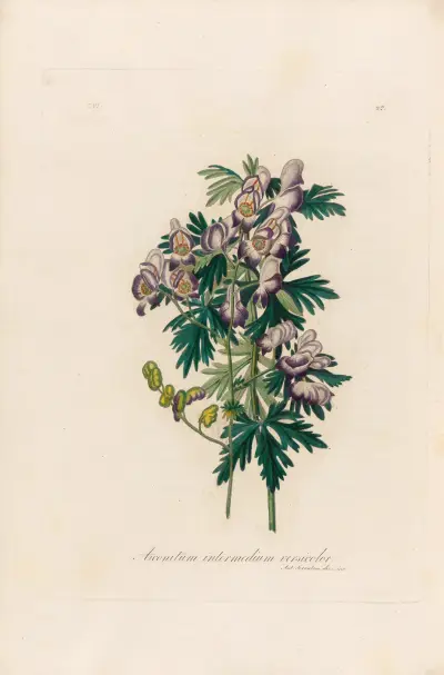 Aconitum intermedium versicolor, Gaetano Savi