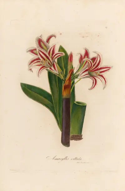 Amaryllis vittata, Gaetano Savi