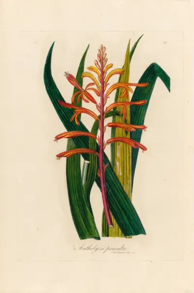 Antholyza praealta, Gaetano Savi