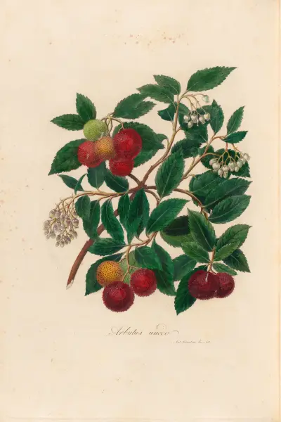 Arbutus unedo, Gaetano Savi