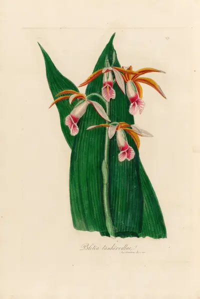 Bletia tankervillae, Gaetano Savi