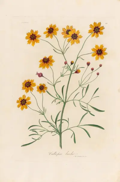 Calliopsis bicolor, Gaetano Savi