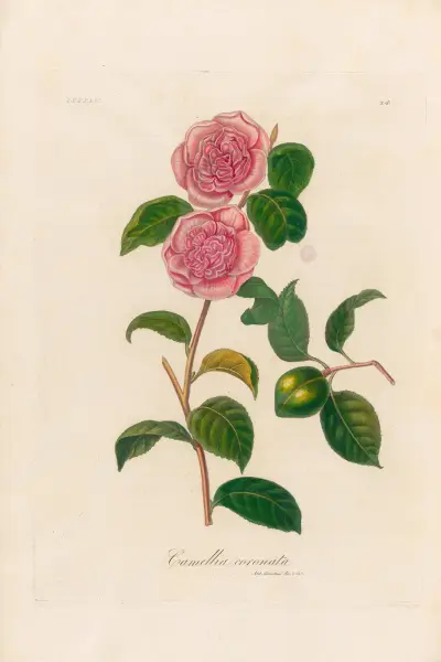 Camellia coronata, Gaetano Savi