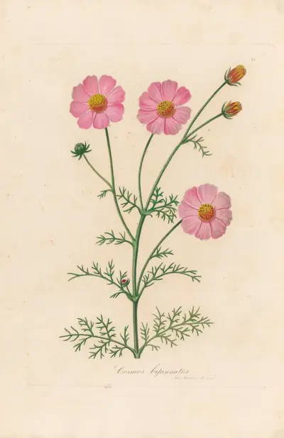 Cosmos bipinnatus, Gaetano Savi