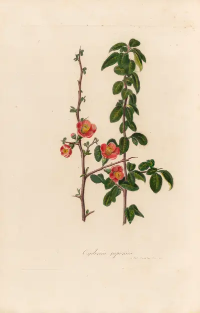 Cydonia japonica, Gaetano Savi