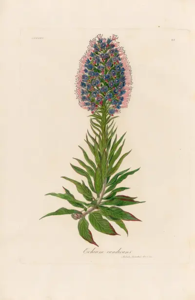 Echium candicans, Gaetano Savi