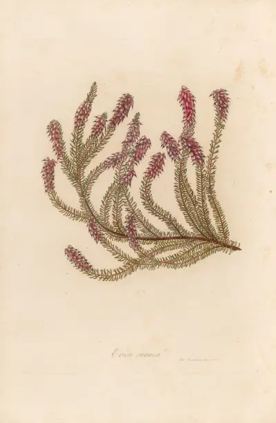 Erica carnea, Gaetano Savi