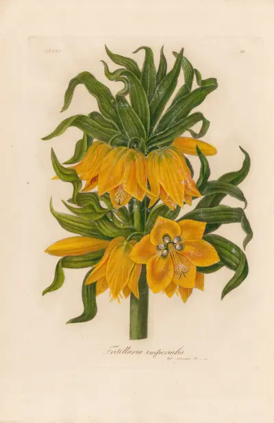 Fritillaria imperialis, Gaetano Savi