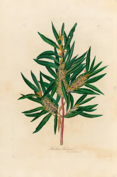 Hakea Saligna, Gaetano Savi