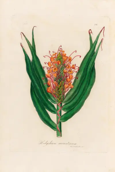 Hedychium aurantiacum, Gaetano Savi