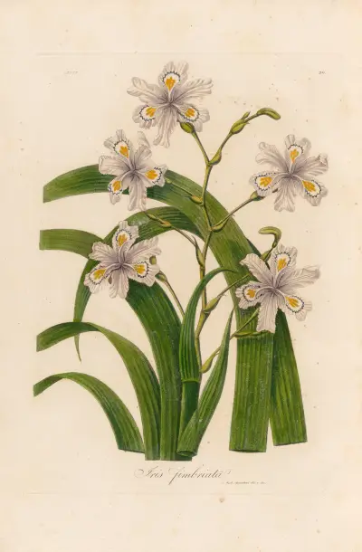 Iris fimbriata, Gaetano Savi
