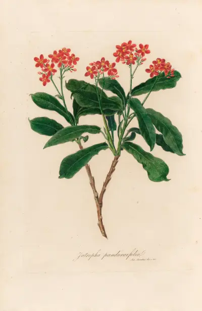 Jatropha panduraefolia, Gaetano Savi