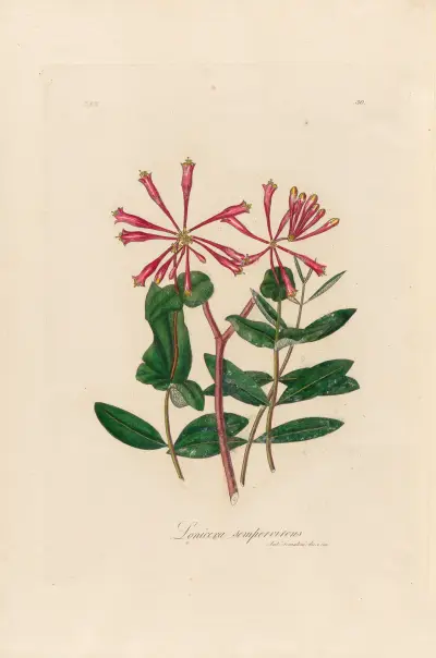 Lonicera sempervirens, Gaetano Savi