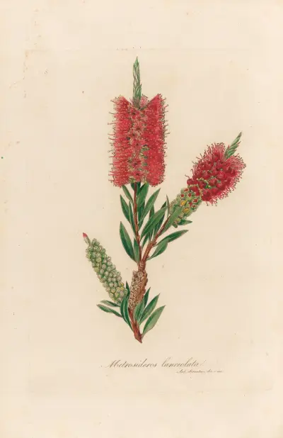 Metrosideros lanceolata, Gaetano Savi