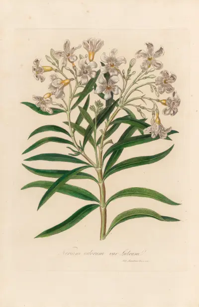 Nerium odorum var. lutuem, Gaetano Savi