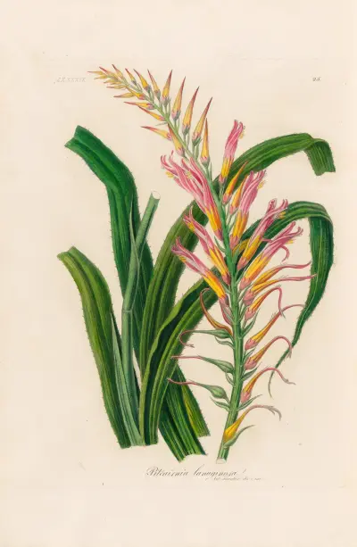Pitcairnia lanuginosa, Gaetano Savi