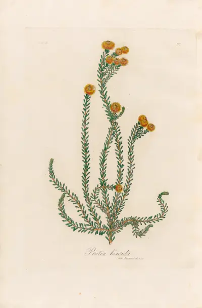 Protea hirsuta, Gaetano Savi