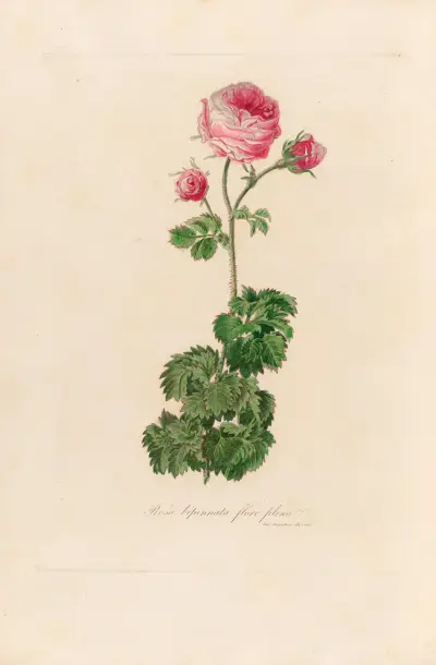 Rosa bipinnata flore pleno, Gaetano Savi