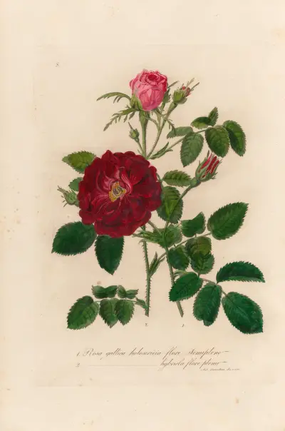 Rosa gallica, Gaetano Savi