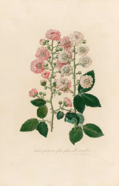 Rubus fruticosus flore pleno, albo et rubro, Gaetano Savi