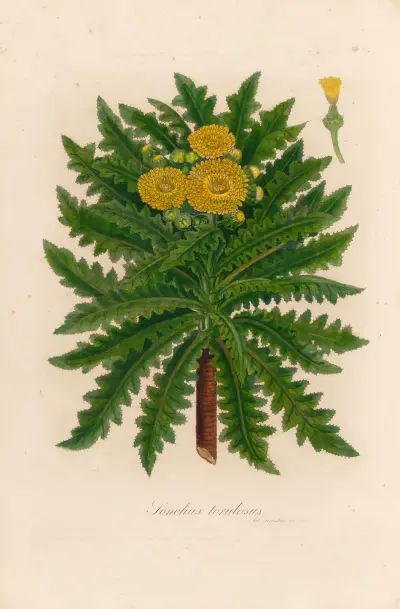 Sonchus torulosus, Gaetano Savi
