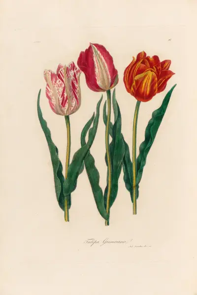 Tulipa Gesneriana, Gaetano Savi