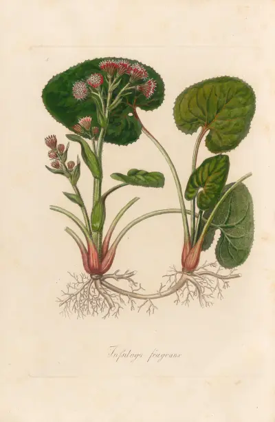 Tussilago fragrans, Gaetano Savi
