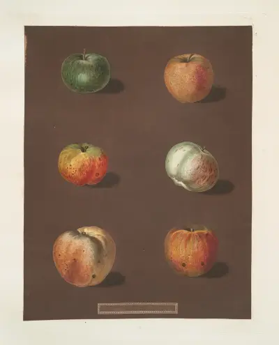 Jablka (odrůdy Rhenet Gray, Padly's Pippin, Bigg's Nonsuch, July flower, Kirk's scarlet admirable a Ribstone Pippin), 1812 – Nr. 2, George Brookshaw