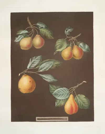 Jablka (odrůdy Pomme d’Apt, Courpendu Blanche, Royal Nonsuch, Margill a Summer Nonsuch), 1812 – Nr. 1, George Brookshaw