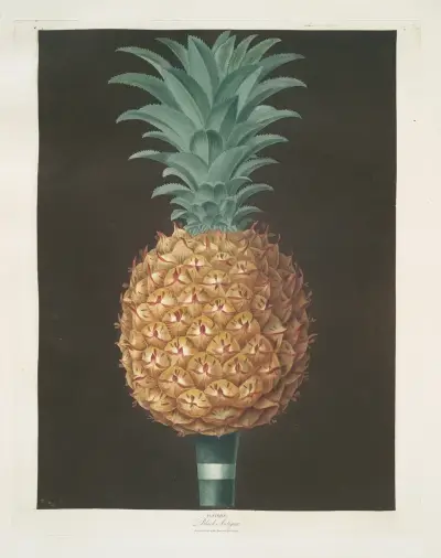 Black Antigua (jagged leaf) pine. av George Brookshaw
