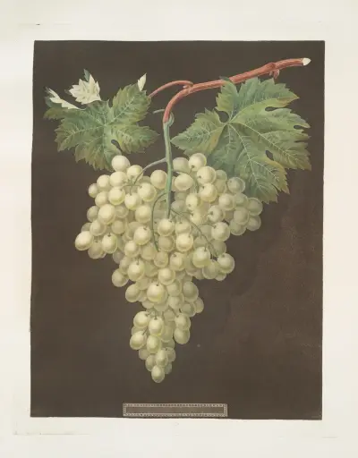 Black Hamburgh grape. av George Brookshaw