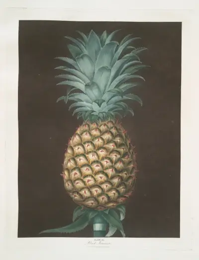 Black Jamaica (Pineapple). av George Brookshaw