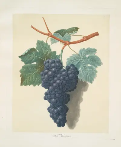 Black muscadine (grapes). av George Brookshaw