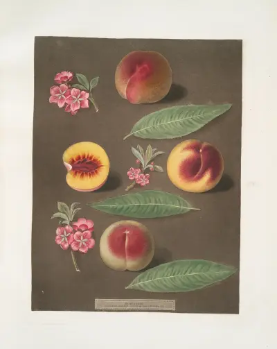 Marlborough, Rumbullion a Double mountain-persikor, George Brookshaw