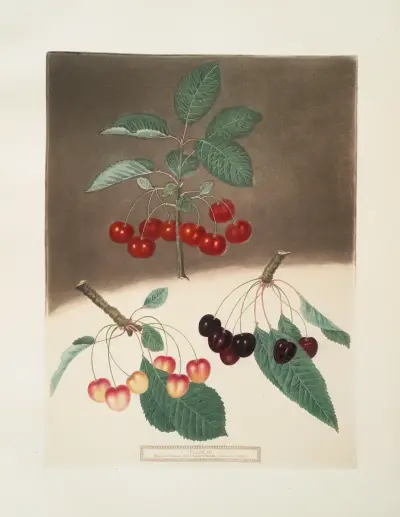 May-Duke, the White and Black-heart Cherries. av George Brookshaw