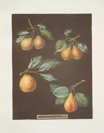 Hrušky (odrůdy Valley, Petit Russelet, Doyenne, Saint Michael, Russselet de Rheims a Gross Russelet), 1812 – Nr. 2, George Brookshaw