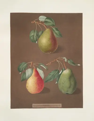 Pears (Brown beurree, Golden beurree and the Colmar varities)., 1812 – nr 3 av George Brookshaw