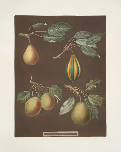 Hrušky (odrůdy Virgoulle, Striped vert longue, Swan's egg a d'Auch), 1812 – Nr. 4, George Brookshaw