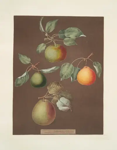 Hrušky (Michaelmas, Autumn Bergamot, Summer, Orange a Gansell's bergamots), 1812 – Nr. 5, George Brookshaw